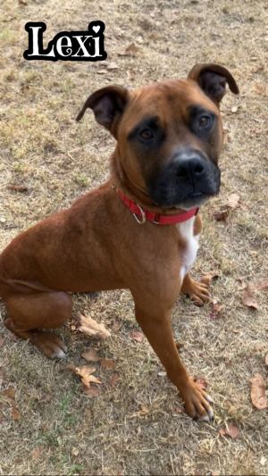 Lexi, Adult Female Boxer
