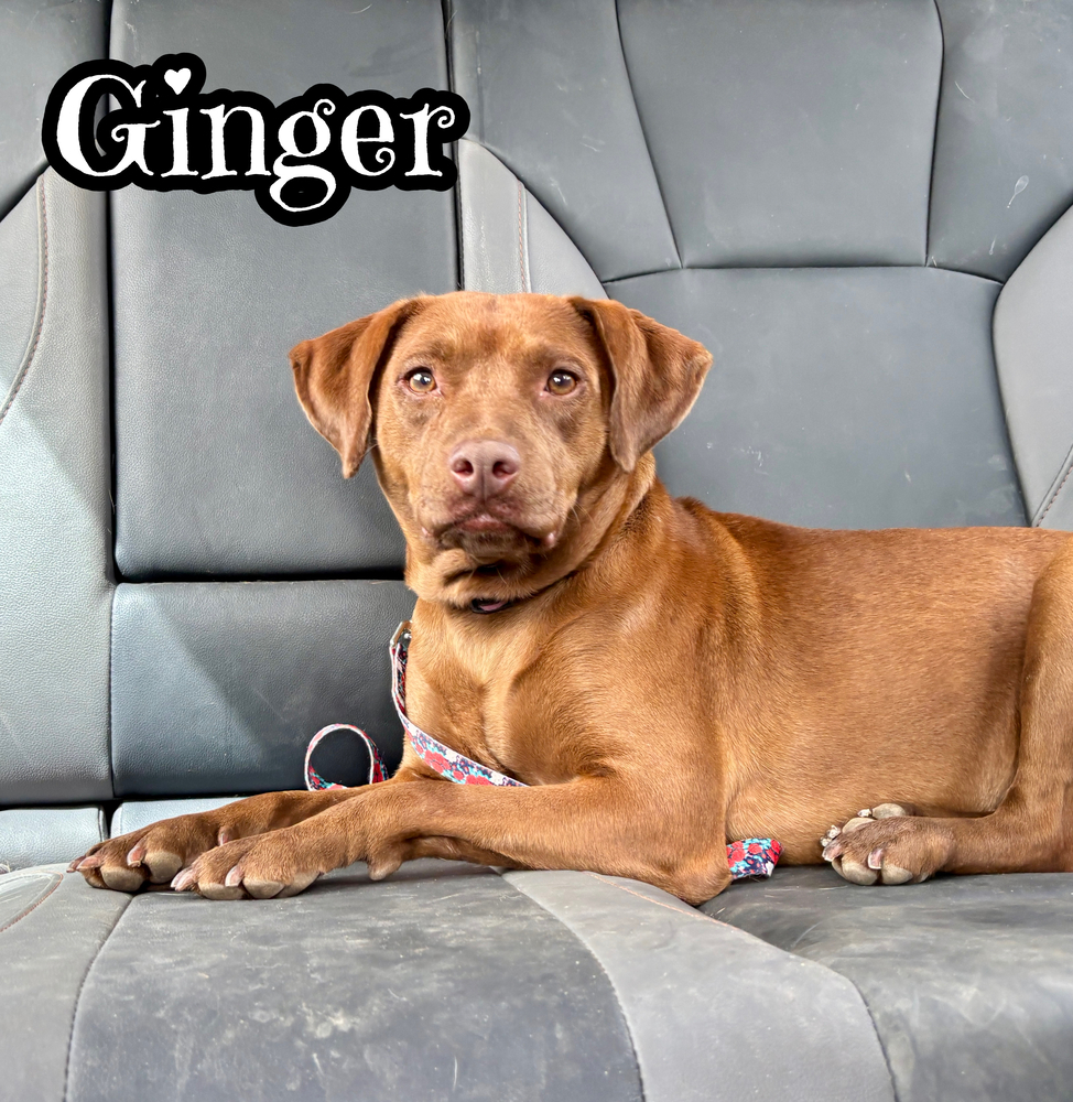 Ginger