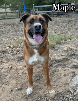 Maple, Adult Female Australian Cattle Dog / Blue Heeler