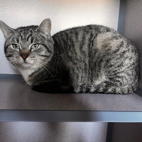 Maia
