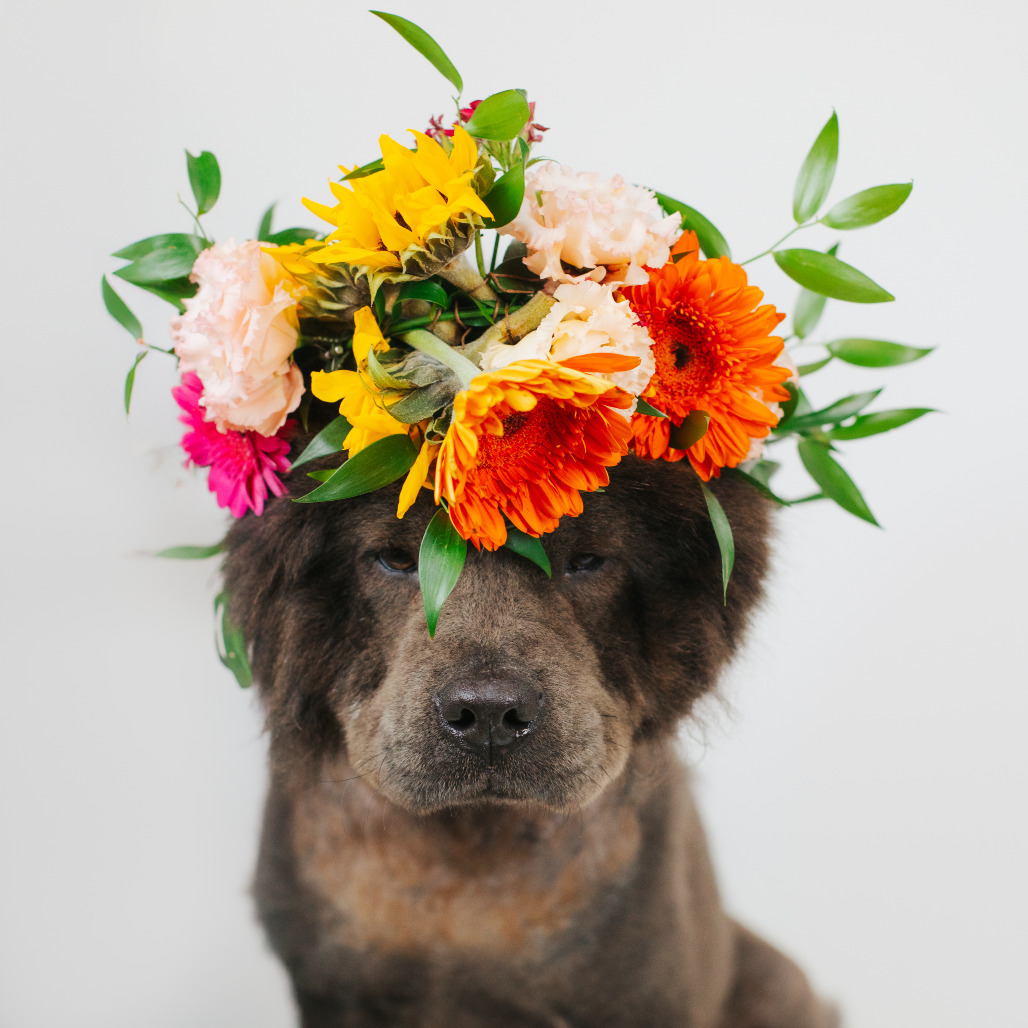 Aloha