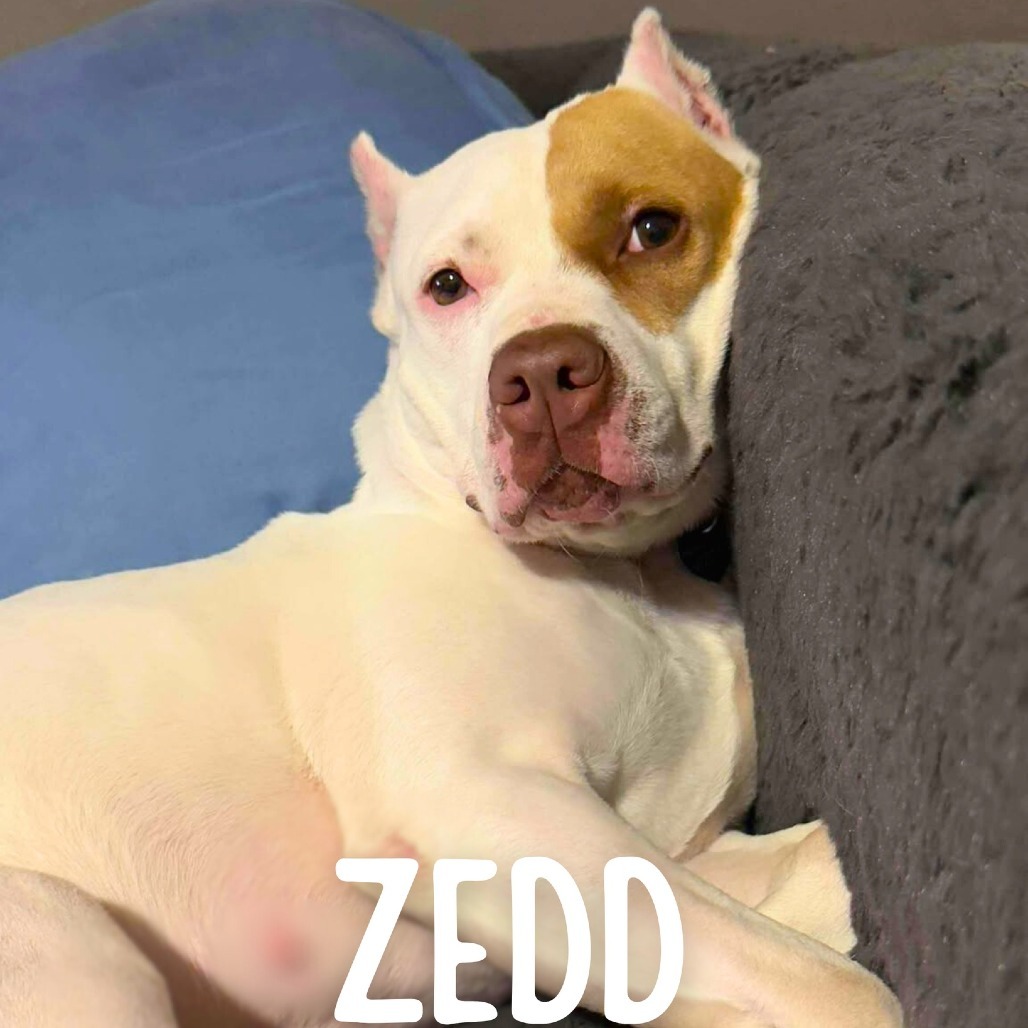 Zedd, an adoptable Mixed Breed in South Portland, ME, 04106 | Photo Image 1
