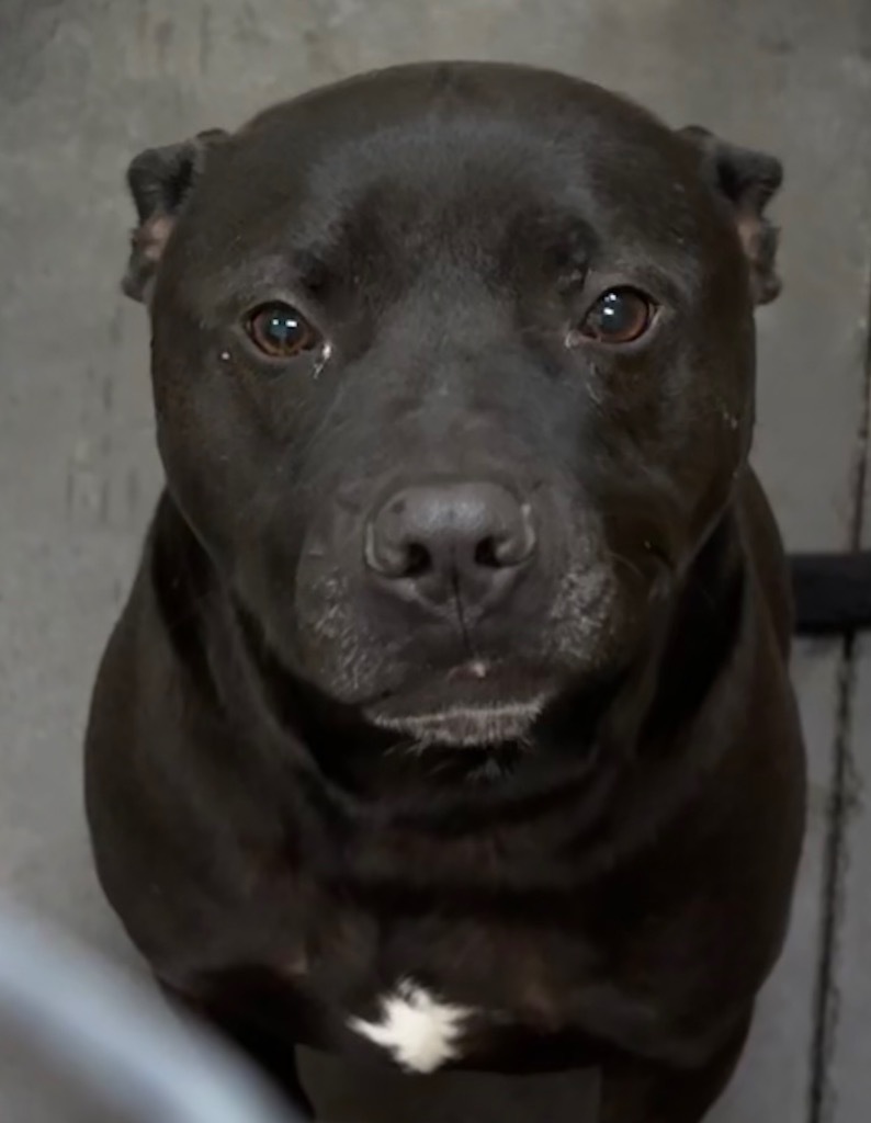ONYX