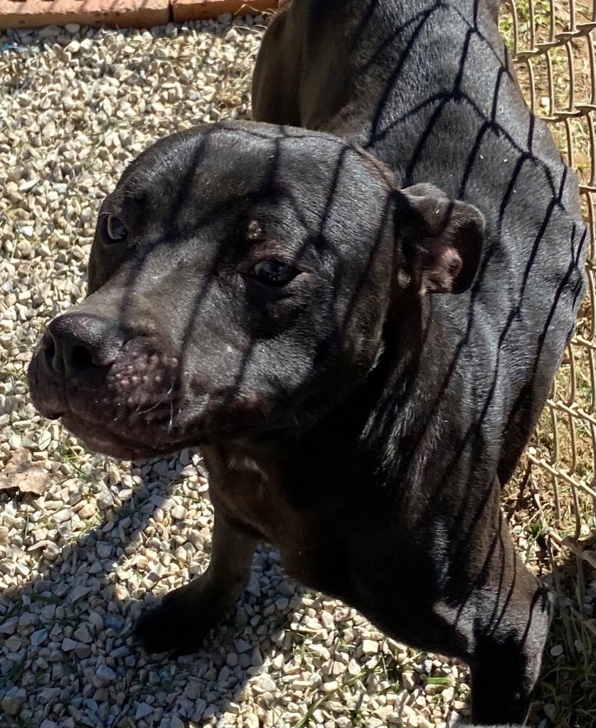 ONYX