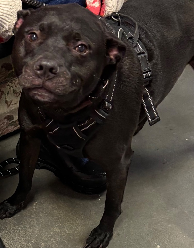 ONYX