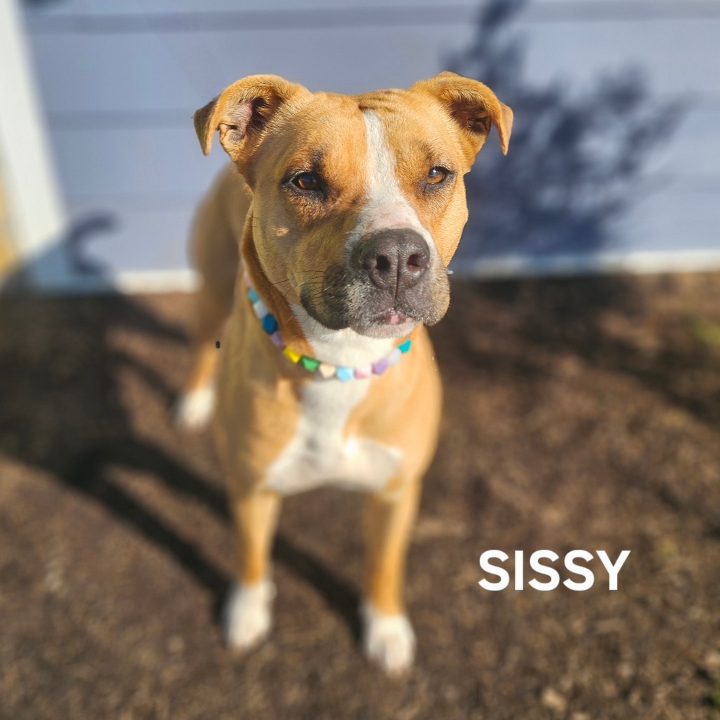 Sissy, an adoptable Boxer, Bullmastiff in Madisonville, TN, 37354 | Photo Image 1