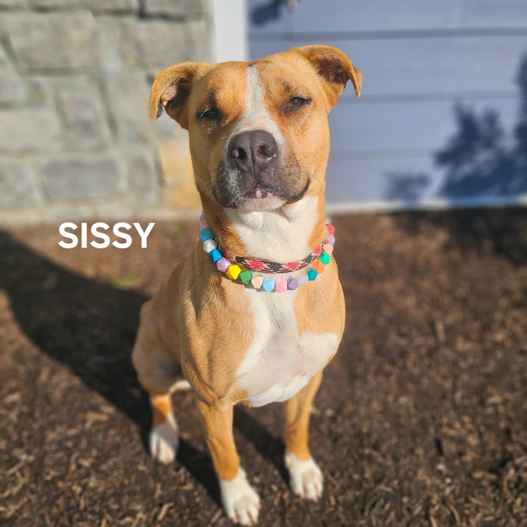 Sissy, an adoptable Boxer, Bullmastiff in Madisonville, TN, 37354 | Photo Image 2
