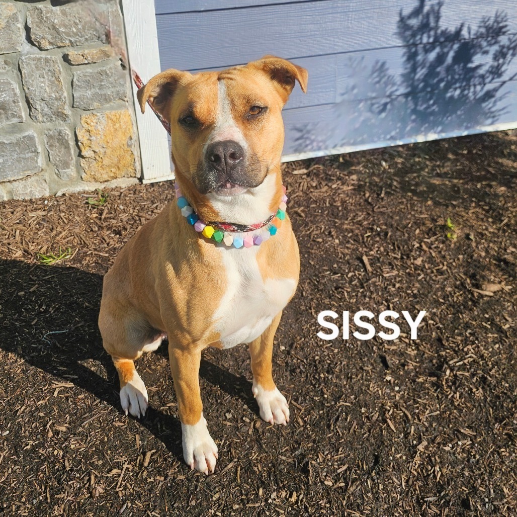 Sissy, an adoptable Boxer, Bullmastiff in Madisonville, TN, 37354 | Photo Image 3