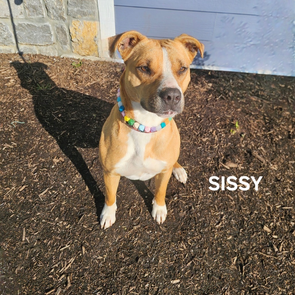Sissy, an adoptable Boxer, Bullmastiff in Madisonville, TN, 37354 | Photo Image 4