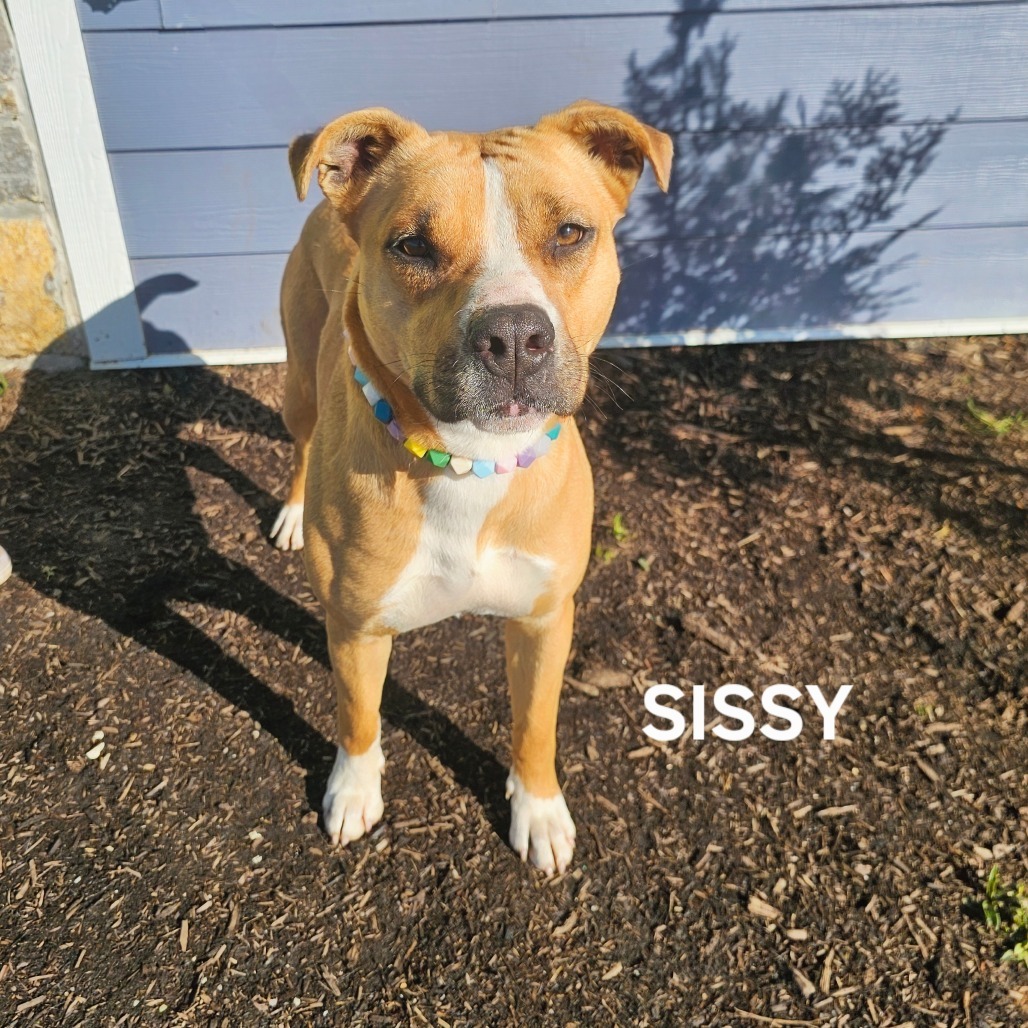Sissy, an adoptable Boxer, Bullmastiff in Madisonville, TN, 37354 | Photo Image 5