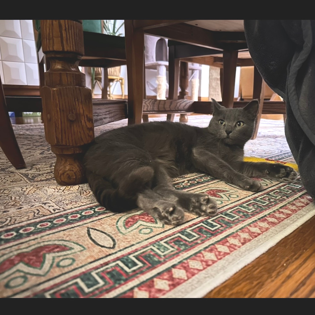 Junipurr C63861