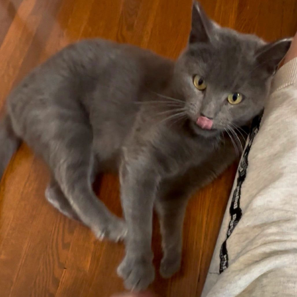 Junipurr C63861