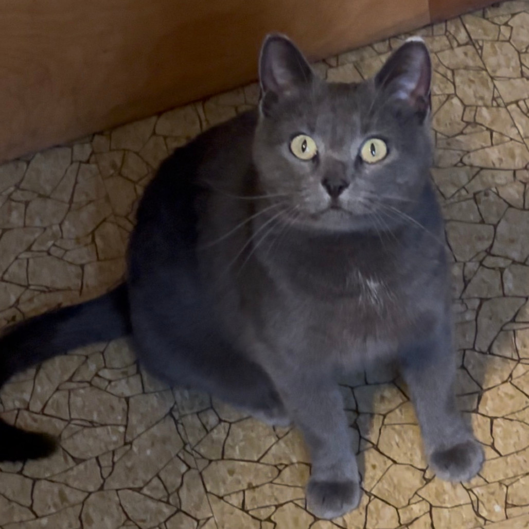 Junipurr C63861