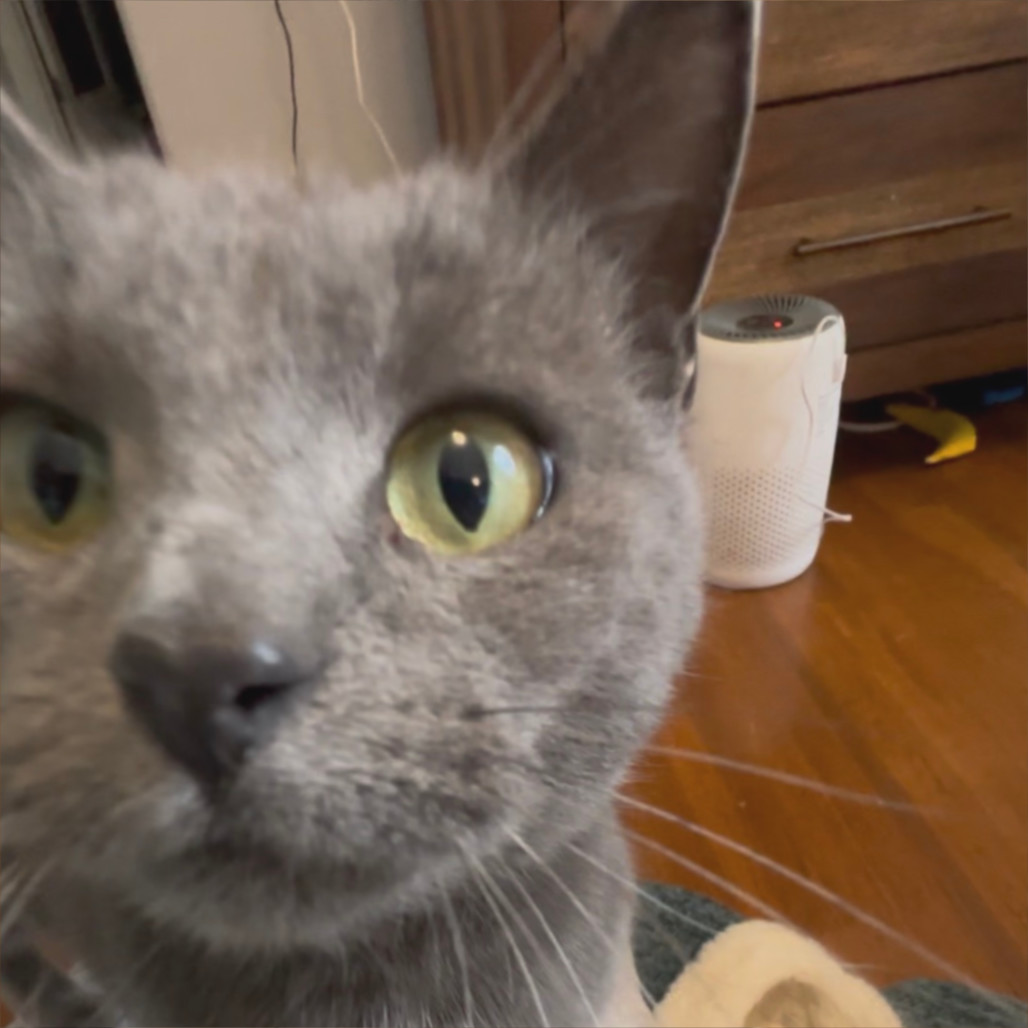 Junipurr C63861