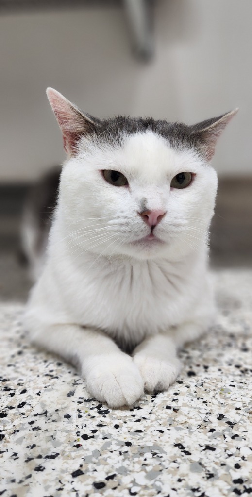 Larry NM, an adoptable Domestic Short Hair in Fort Lupton, CO, 80621 | Photo Image 1