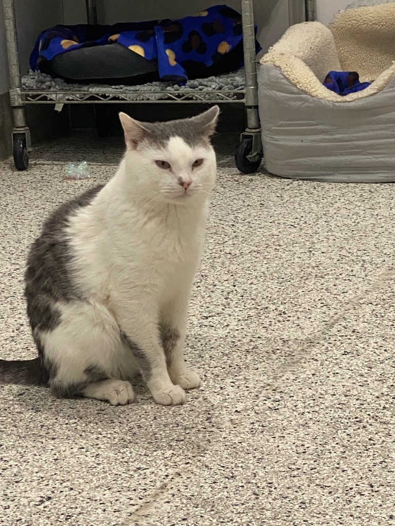Larry NM, an adoptable Domestic Short Hair in Fort Lupton, CO, 80621 | Photo Image 2