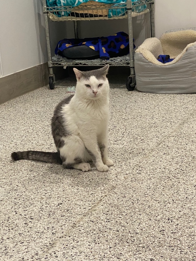 Larry NM, an adoptable Domestic Short Hair in Fort Lupton, CO, 80621 | Photo Image 3