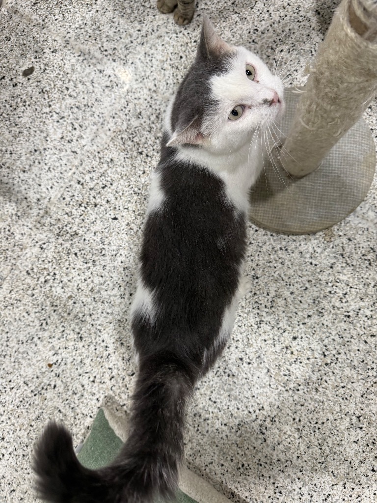 Larry NM, an adoptable Domestic Short Hair in Fort Lupton, CO, 80621 | Photo Image 4