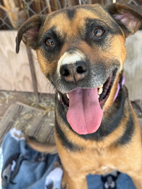 Nutmeg, an adoptable Beagle, Terrier in Williamsburg, NM, 87942 | Photo Image 2