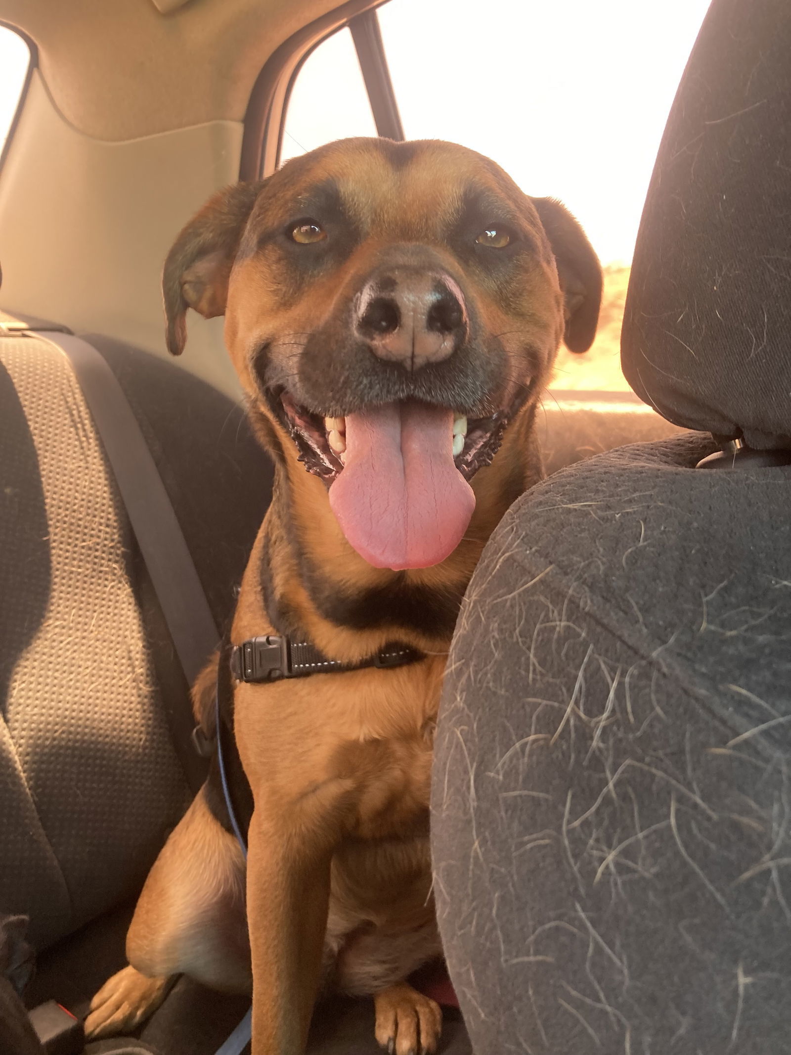 Nutmeg, an adoptable Beagle, Terrier in Williamsburg, NM, 87942 | Photo Image 4