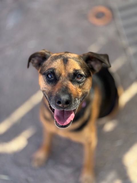 Nutmeg, an adoptable Beagle, Terrier in Williamsburg, NM, 87942 | Photo Image 6