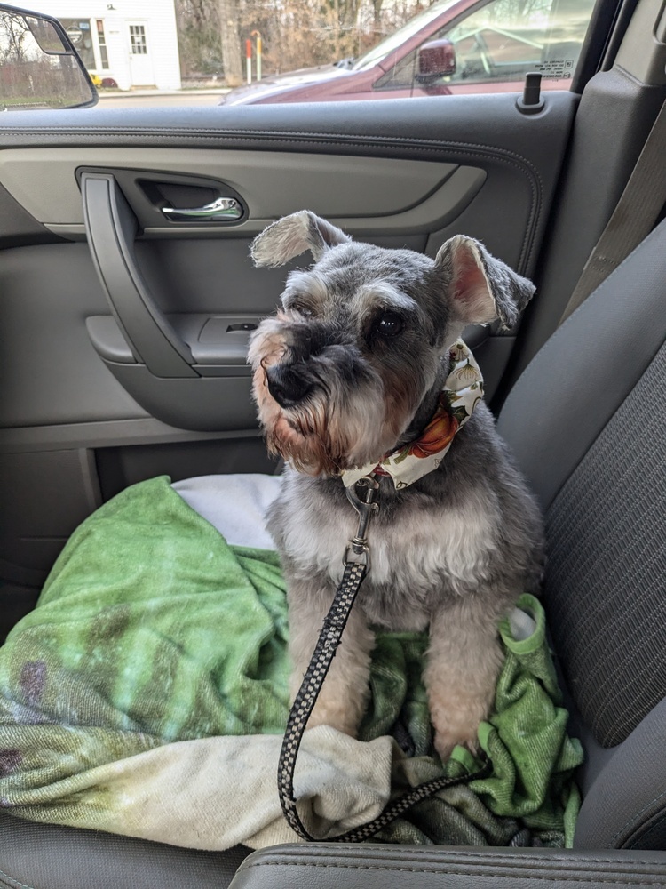 Tootsie, an adoptable Schnauzer in Plymouth, MI, 48170 | Photo Image 1