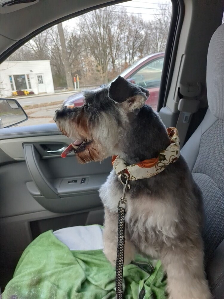 Tootsie, an adoptable Schnauzer in Plymouth, MI, 48170 | Photo Image 2