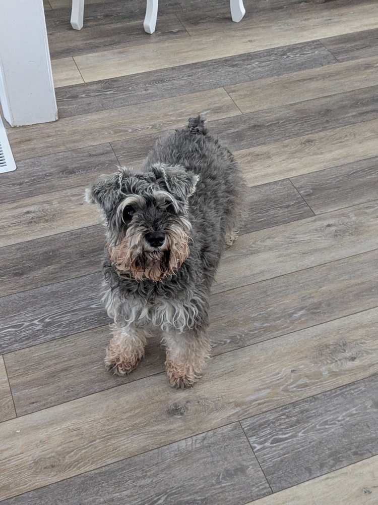 Tootsie