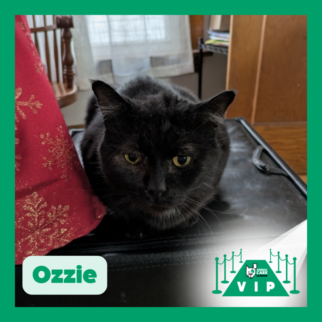 Ozzie