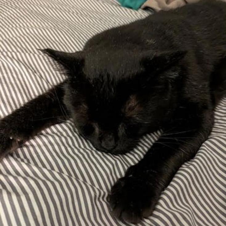 Ozzie