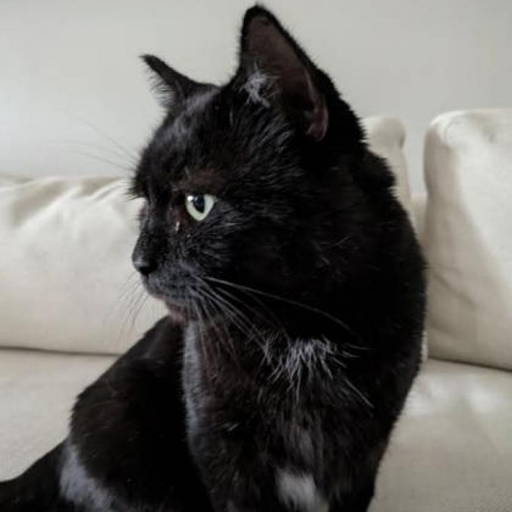 Ozzie