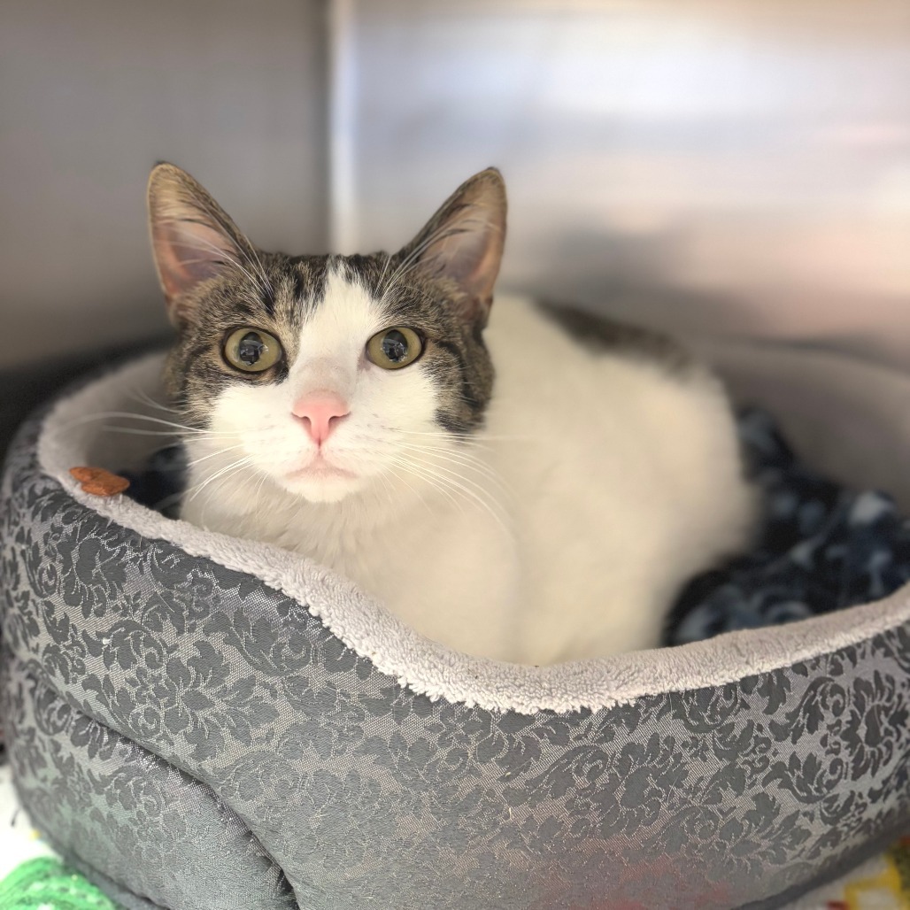 Rosie--In Foster***ADOPTION PENDING***, an adoptable Domestic Short Hair in Fargo, ND, 58102 | Photo Image 1