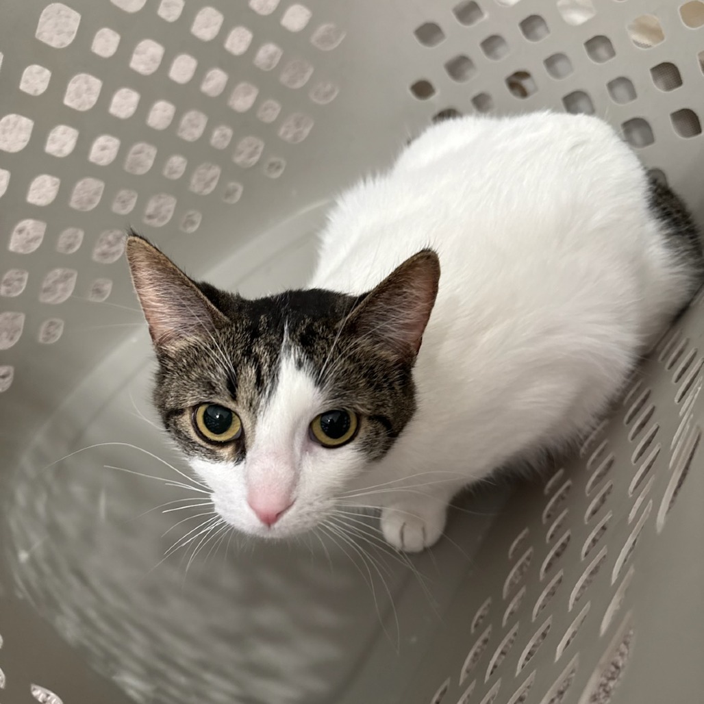 Rosie--In Foster***ADOPTION PENDING***, an adoptable Domestic Short Hair in Fargo, ND, 58102 | Photo Image 2