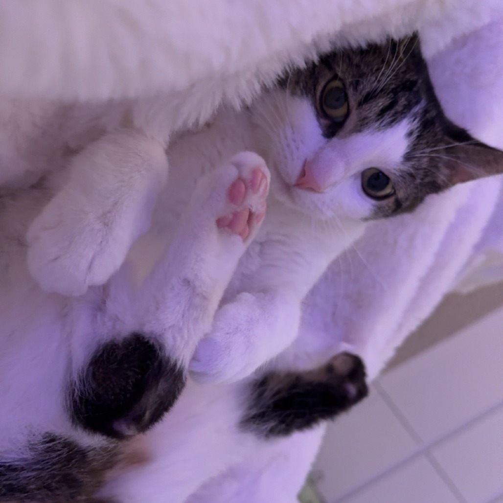Rosie--In Foster***ADOPTION PENDING***, an adoptable Domestic Short Hair in Fargo, ND, 58102 | Photo Image 3