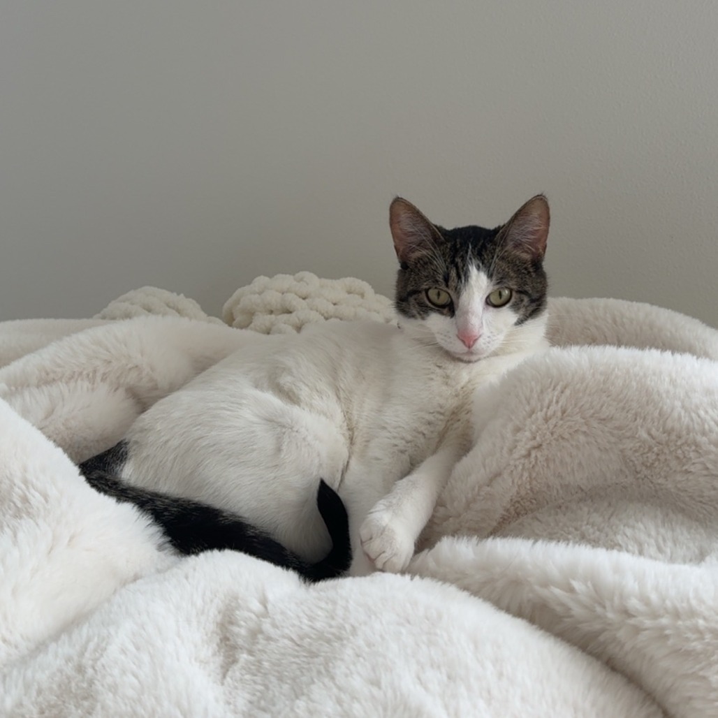 Rosie--In Foster***ADOPTION PENDING***, an adoptable Domestic Short Hair in Fargo, ND, 58102 | Photo Image 4