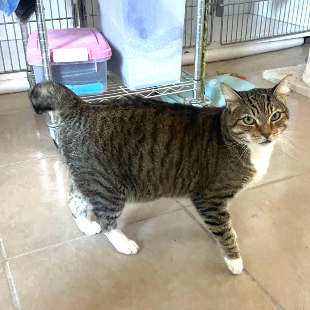 Elmer, an adoptable Domestic Short Hair in Prescott, AZ, 86304 | Photo Image 1