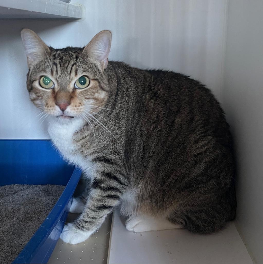 Elmer, an adoptable Domestic Short Hair in Prescott, AZ, 86304 | Photo Image 2