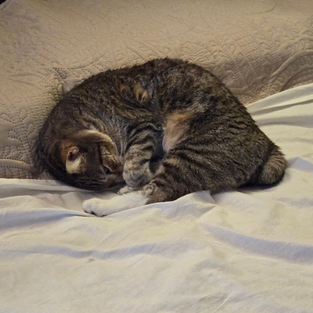 Elmer, an adoptable Domestic Short Hair in Prescott, AZ, 86304 | Photo Image 3