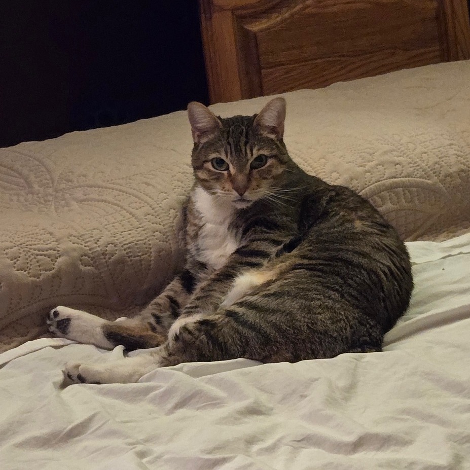 Elmer, an adoptable Domestic Short Hair in Prescott, AZ, 86304 | Photo Image 4