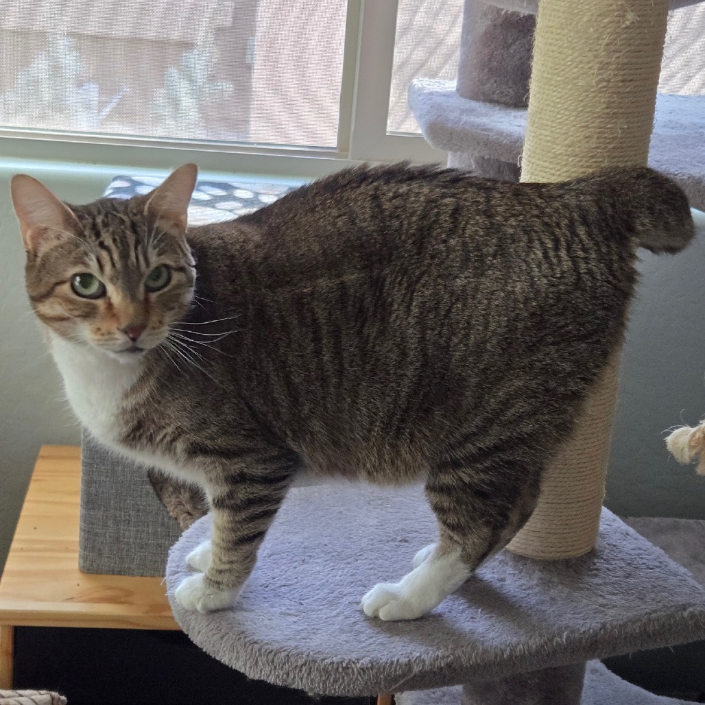 Elmer, an adoptable Domestic Short Hair in Prescott, AZ, 86304 | Photo Image 5