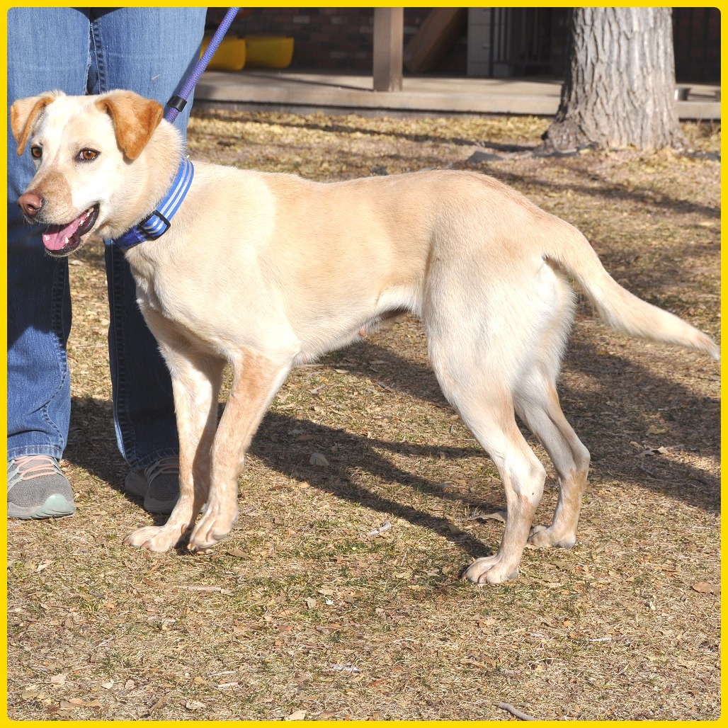 Lyndie, an adoptable Labrador Retriever, Mixed Breed in Prescott, AZ, 86304 | Photo Image 1