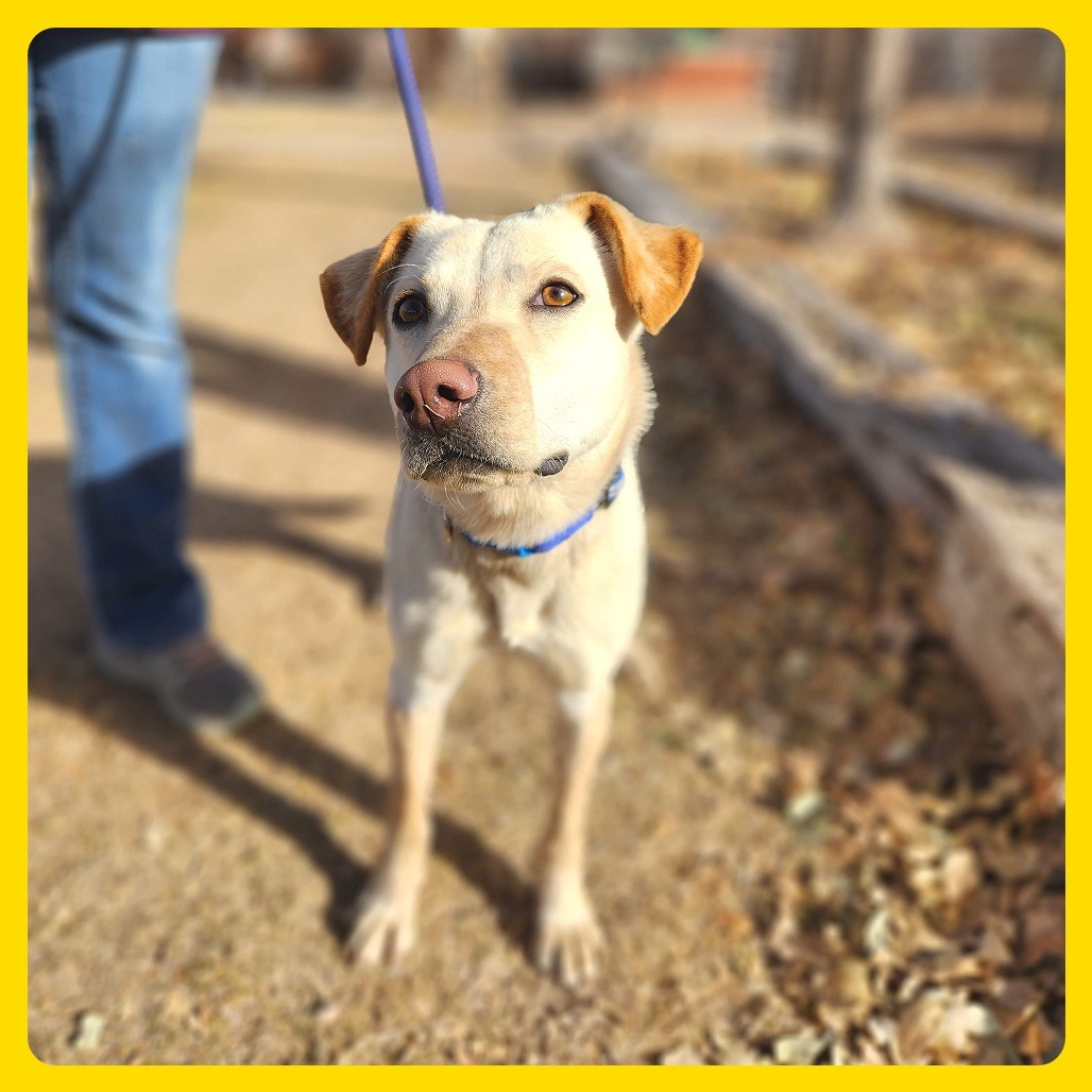 Lyndie, an adoptable Labrador Retriever, Mixed Breed in Prescott, AZ, 86304 | Photo Image 2