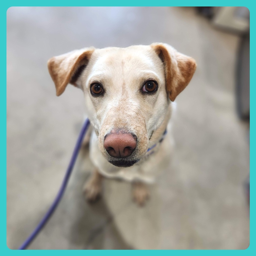Lyndie, an adoptable Labrador Retriever, Mixed Breed in Prescott, AZ, 86304 | Photo Image 3