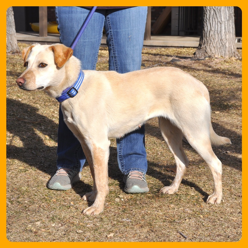 Lyndie, an adoptable Labrador Retriever, Mixed Breed in Prescott, AZ, 86304 | Photo Image 4
