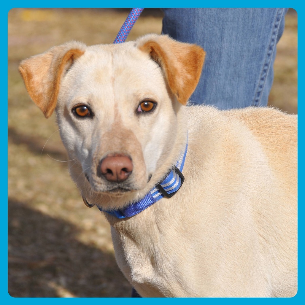 Lyndie, an adoptable Labrador Retriever, Mixed Breed in Prescott, AZ, 86304 | Photo Image 5