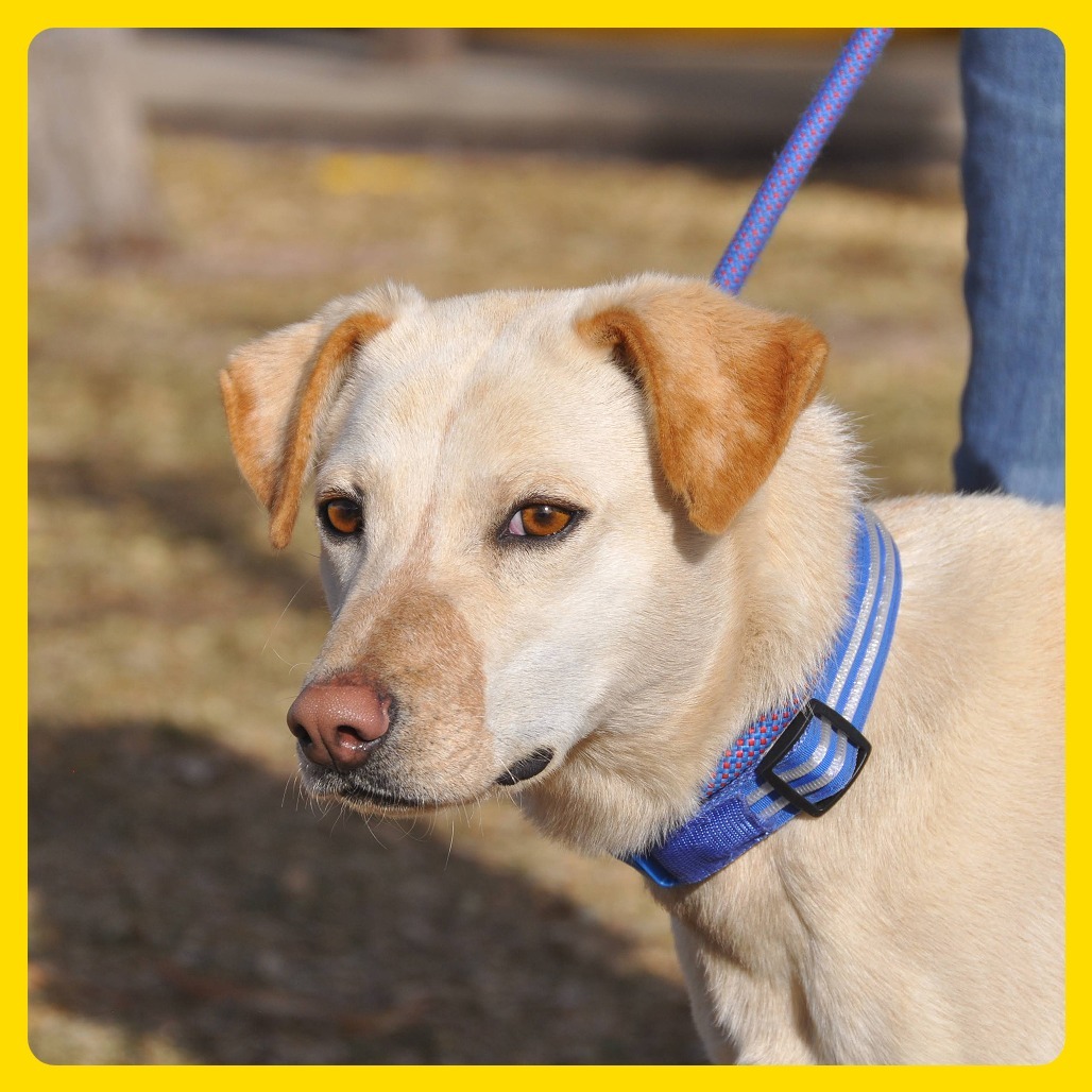 Lyndie, an adoptable Labrador Retriever, Mixed Breed in Prescott, AZ, 86304 | Photo Image 6