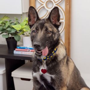 Meet Nicky one of the most handsome boys weve ever seen This affectionate 18 month-old is playful