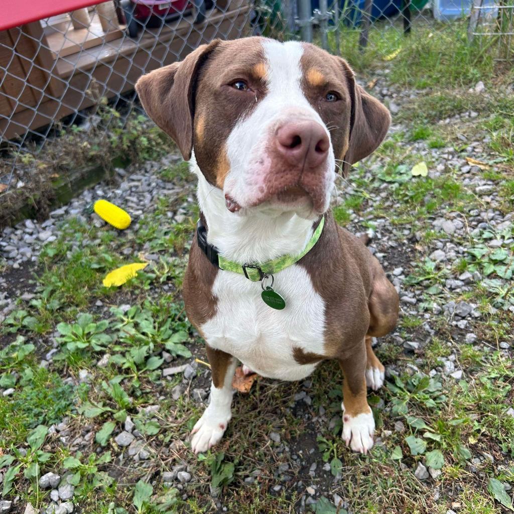 Roscoe