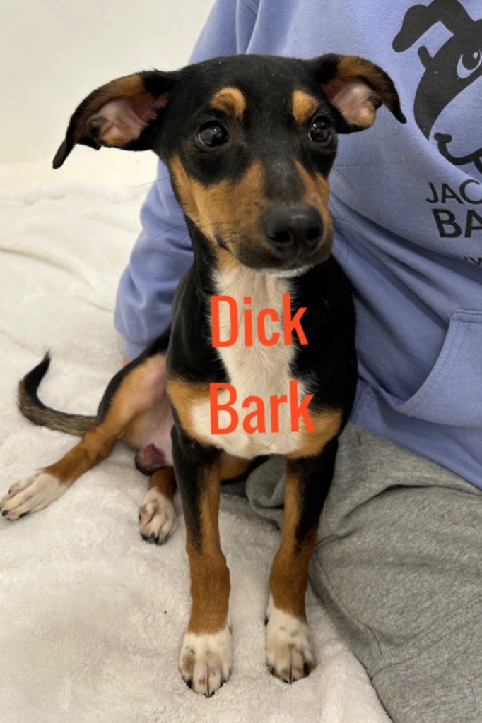 Dick Bark