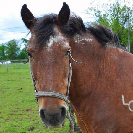 Horse
